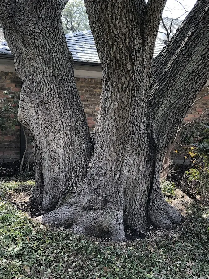Mature heritage tree close to a Winchester property cared for by certified arborists